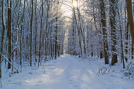 pine trees covered with snow during day time thumbnail