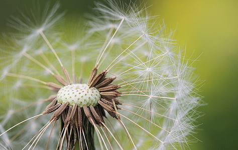 micro photography of white dandelion flower thumbnail