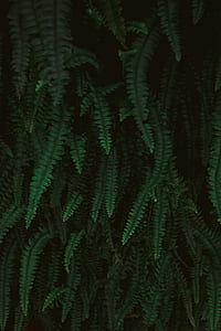 Boston fern plant thumbnail
