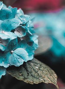 close-up photography of blue petal flower thumbnail