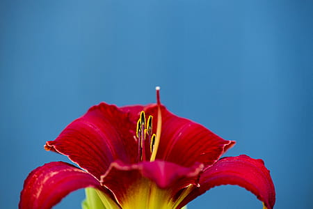 selective focus photography of red hibiscus thumbnail