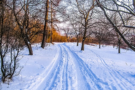 road covered by snow surrounded by withered trees thumbnail