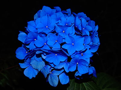 blue hydrangeas photo thumbnail