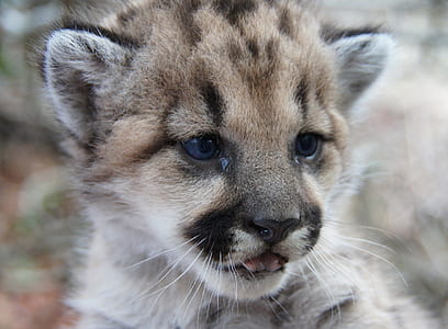 shallow focus on white and brown cub thumbnail