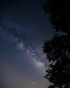 silhouette of tree against stars at night thumbnail