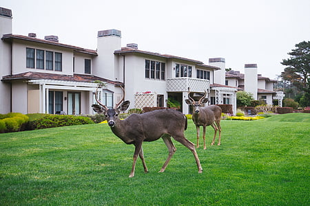two brown deer on green sod lawn near white concrete houses thumbnail