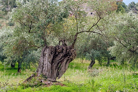 green leafed tree thumbnail