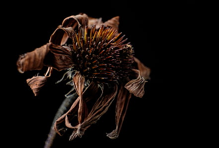 macro photography of brown leafed plant thumbnail