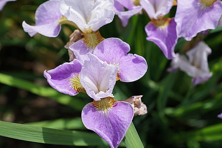 macro shot of purple flowers during daytime thumbnail