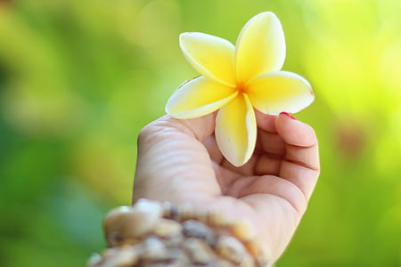 person holding yellow petaled flower thumbnail