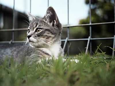 selective focus photography of gray cat near fence thumbnail