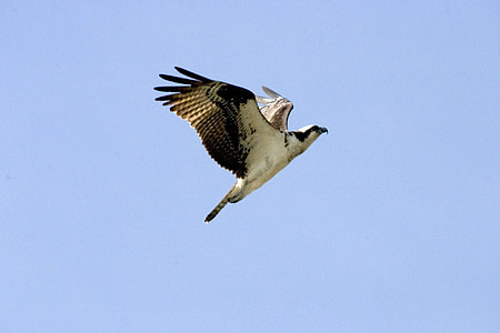 Osprey in Flight - Pandion haliaetus thumbnail