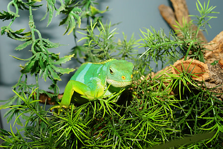 green reptile on green leaf plant thumbnail