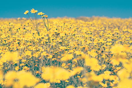 landscape photography of yellow flowers thumbnail