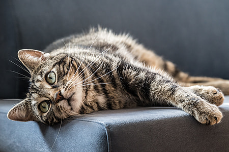 selective focus photography of brown tabby cat on black sofa thumbnail