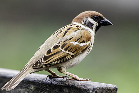 closeup photography of brown and black bird perched on stem thumbnail