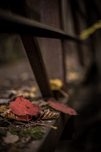 shallow focus photography of foliage thumbnail