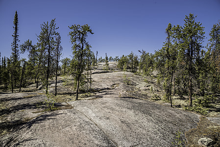 Rocky Surface with pine trees on the Ingraham Trail thumbnail