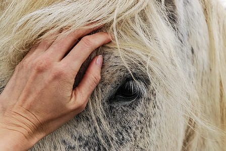 love, hand, animal, cute thumbnail