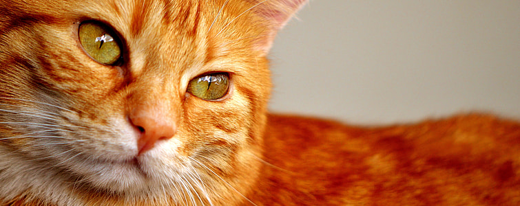 shallow focus photography orange cat thumbnail