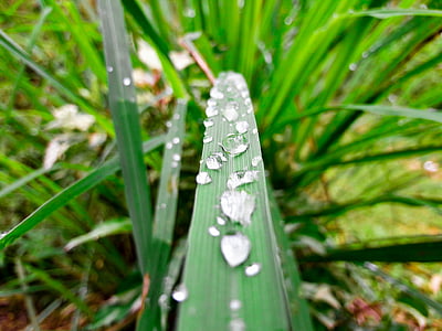 selective focus photography of dews on green grass thumbnail