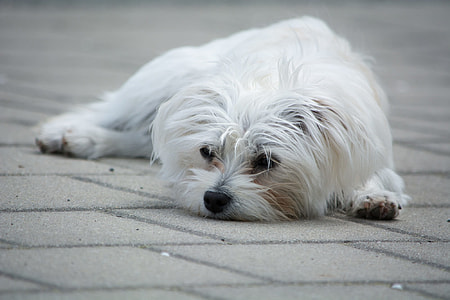 Maltese puppy lying on ground during daytime thumbnail