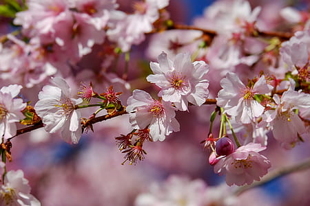 photography of cherry blossom tree thumbnail