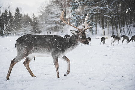 Photo of Reindeer in the Snow thumbnail