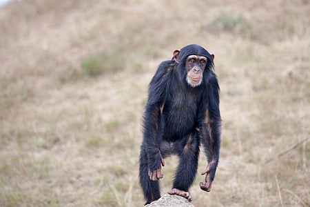 chimpanzee on rock thumbnail