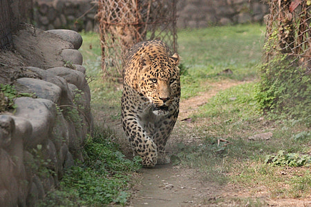 leopard near gray stone thumbnail