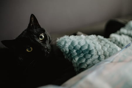 Black cat thumbnail