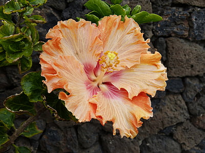orange hibiscus flower in close-up photography thumbnail