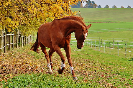 brown horse on grass during daytime thumbnail
