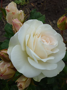 close-up photo of white rose thumbnail