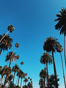 low angel photography of tall trees under blue skies thumbnail
