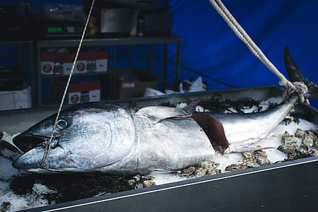Tuna at a market thumbnail