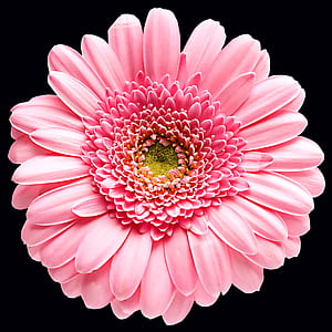 pink Gerbera daisy in bloom close up photo thumbnail