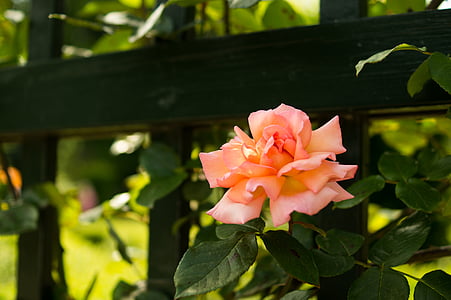 orange rose flower near black fence thumbnail