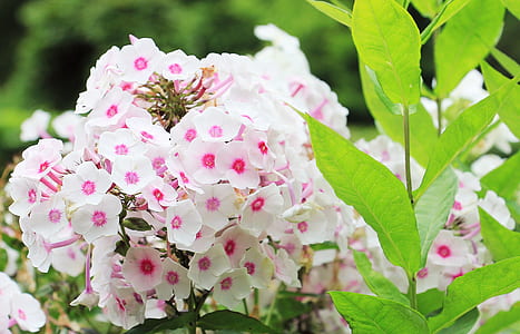 white petal flower during daytime thumbnail