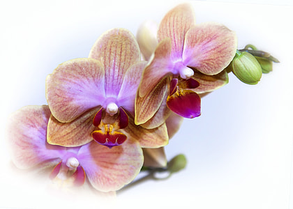 beige-and-purple petaled flower with white background thumbnail