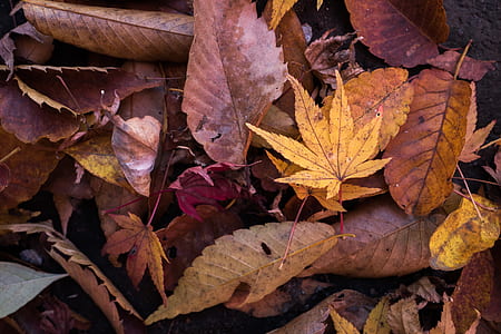 dried leaves lot thumbnail