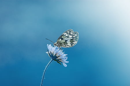 paperkite butterfly perched blue petaled flower thumbnail