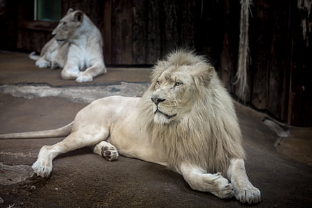 brown lion lying on brown surface thumbnail