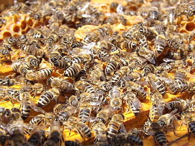 honeybees closeup photo thumbnail