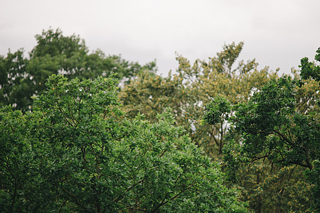 Tree tops on a rainy day thumbnail