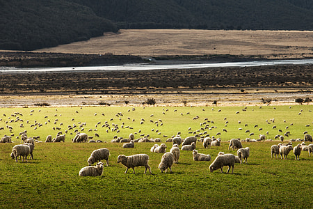 herd of sheep in plain thumbnail