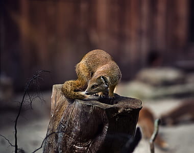 weasel on wood log thumbnail