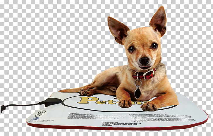 Chihuahua Puppy Deer Rat Terrier Pet Puppy Png Clipart Free
