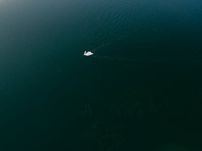 aerial photography of swan on water thumbnail