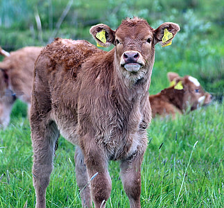 Brown Swiss, Bos Primigenius Taurus thumbnail